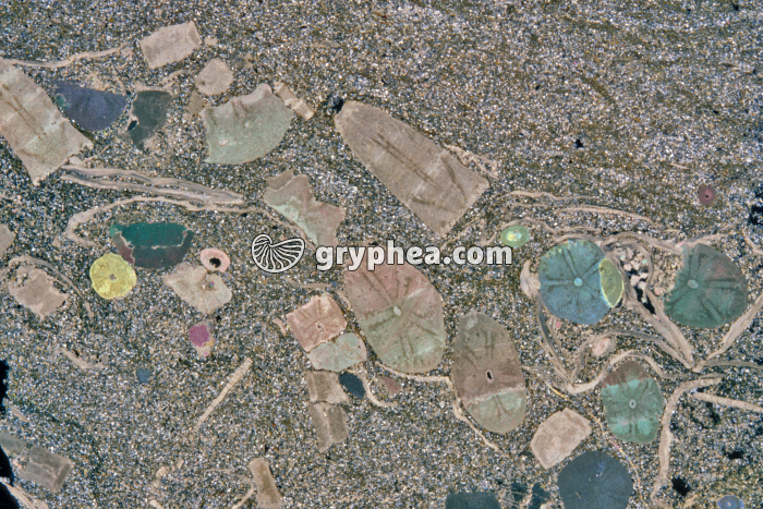 Entroques dans une siltite LPA x2 - gryphea.com